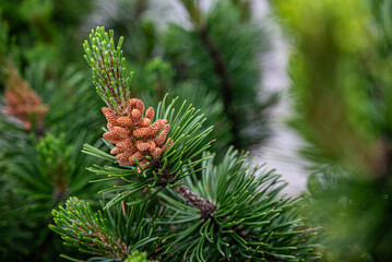 A close-up of a pine branch displaying green needles and a cluster of immature, brown pine cones. 