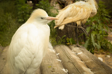 Egyptian white heron in the aviary