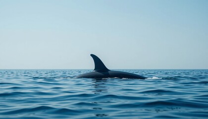 Fototapeta premium Majestic Orca Whale Dorsal Fin in Calm Ocean Waters Wildlife Photography