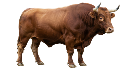 Isolated Brown Bull