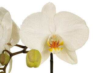 Obraz premium Orchidée phalaenopsis en gros plan isolée sur fond blanc
