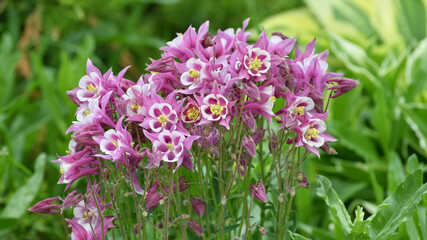 Obraz premium Beautiful pink Aquilegia flower on nature background closeup