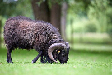A magnificent ouessant ram with large, spiraled horns grazes in a vibrant green field. Its thick, shaggy fleece stands out against the lush pasture and soft-focus background of trees. © erwin