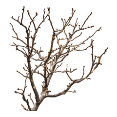 Obraz premium Bare Tree Branches with Buds on Transparent Background, Early Spring Stage