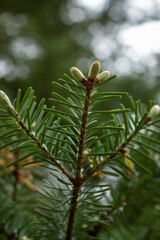 fir tree, fir tree paw, fir tree in spring, fir tree needles