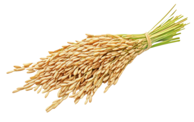 Bunch of rice is shown in a white background