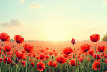 Fototapeta premium Red poppies blooming in field at sunset creating breathtaking scenery