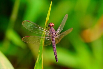 Dragonfly on a leaf