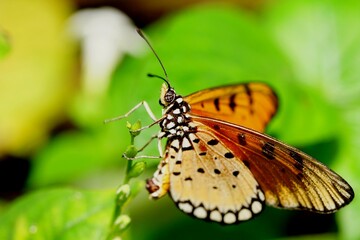 Butterfly in its natural habitat