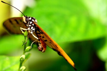 Butterfly in its natural habitat