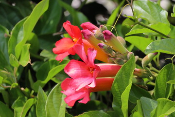 Obraz premium beautiful flowers in the garden.Red trumpet vine flower (Campsis grandiflora)
