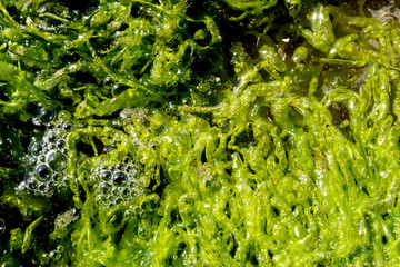 Background with texture of green algae in the foreground that mix with sea water and sand create a bubble effect