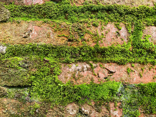 Moss Covered Brick Wall Texture A Closeup View of Lush Green Vegetation on Aged Brickwork