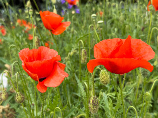 Red poppy flowers bloom among green grass and buds in field