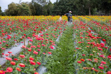 Asian farmer and worker is working in the farm while spraying organic fertilizer hormone for zinnia flowers for cut flower business in his farm for agriculture industry