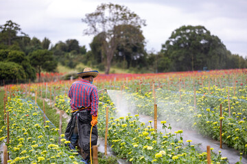 Asian farmer and worker is working in the farm while spraying organic fertilizer hormone for zinnia flowers for cut flower business in his farm for agriculture industry concept
