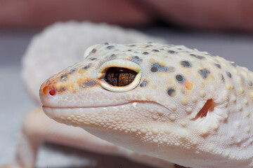 Concept of keeping lizard at home. Eublefar lizard is out of terrarium Background with animals with...