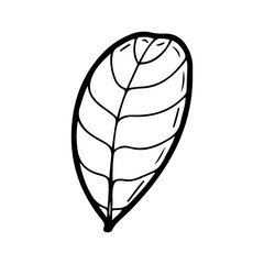 Peanut leaf. Hand drawn doodle vector. Agricultural green plant. Leaves. Flora. Illustration line art botanical element.