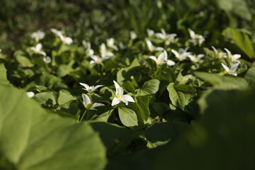 林床に咲くオオバナノエンレイソウ