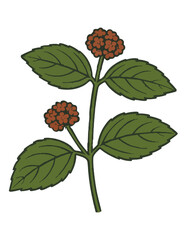Euphorbia hirta Botanical Drawing