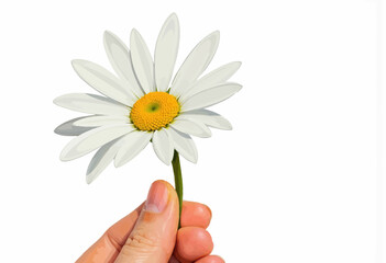 Hand holding white daisy flower with yellow center against white background  