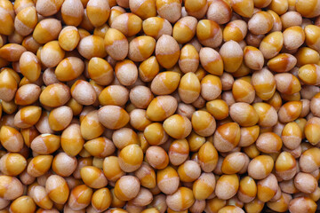 단단한 껍질을 깐 은행 열매