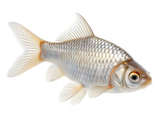 Carp animal png freshwater fish png common carp png pond fish png sport fish png aquatic animal png ornamental fish png transparent background image