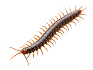 Centipede animal png many-legged insect png arthropod png forest centipede png creepy crawler png soil animal png bug insect png transparent background image