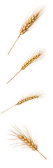 Collection of various ears of wheat isolated on transparent background