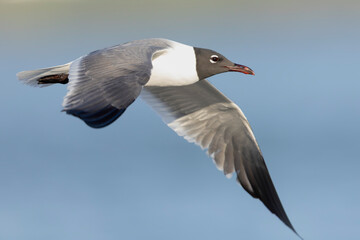 A laughing gull (Leucophaeus atricilla) in flight
