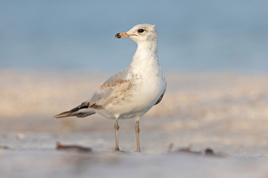 A juvenile ring-billed gull (Larus delawarensis) on the beach.