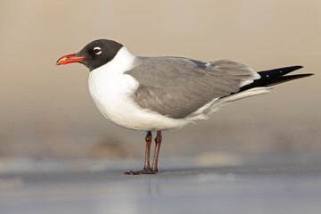 An adult laughing gull (Leucophaeus atricilla) on the beach.