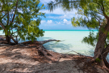 Tropical Beach with Pine Trees on Fakarava Atoll, French Polynesia Lagoon Landscape