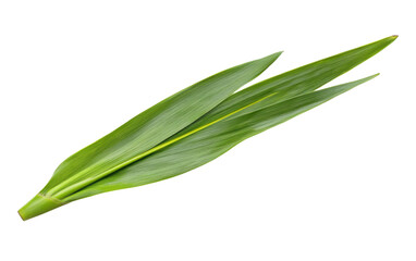 Fototapeta premium Green leafy plant with a long stem