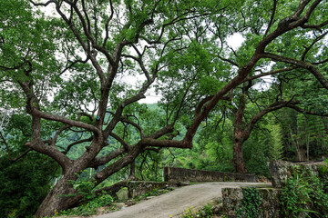 old tree in the park