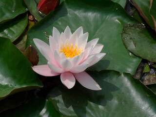 Fototapeta premium Close-up shot of a pinkish-white water lily floating on muddy water, with surrounding green leaves Focus is sharp on the flower, highlighting its delicate structure and vibrant color