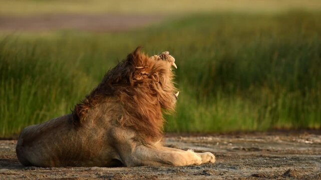 Mature Beautiful Male Lion Resting Tanzania Grassland