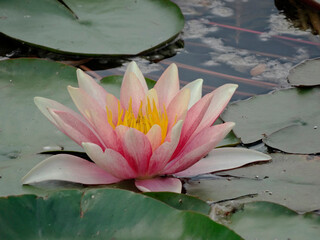 A pink lotus flower floats on calm water amidst large green lily pads
