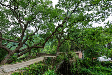 old tree in the park