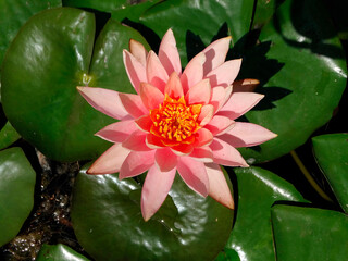 A vibrant pink lotus with a yellow center floats above water, surrounded by clear water reflecting...