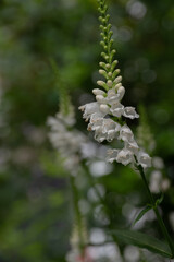 夏の庭に咲く白いハナトラノオ
