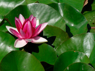 A water lily with an open pink flower floats on still water, surrounded by broad green leaves and...