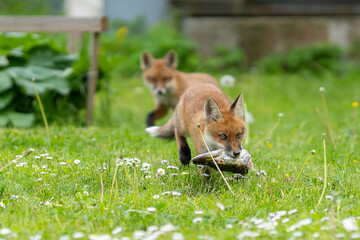 Urban fox cubs in the garden with fish. Urban Fox. Two red fox puppies on mowed grass in garden. 