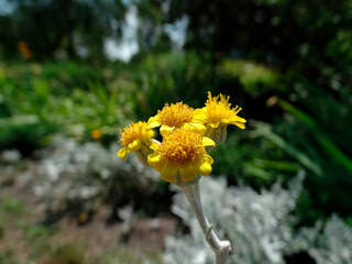A close-up of a vibrant yellow flower with numerous tiny petals, set against a natural backdrop...