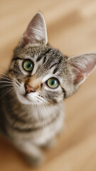 Cute tabby cat tilting its head with wide green eyes expressing curiosity and innocence