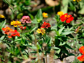 A vibrant garden bed with a mix of wildflowers in red, orange, yellow, and pink bloom under natural daylight Variety in species suggests different heights among plants Green foliage and patches of