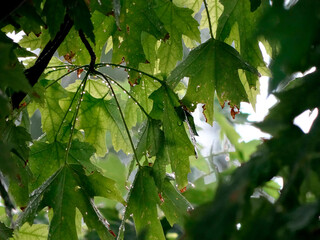 A close-up shot of a lush, green leafy tree canopy under an overcast sky, with water droplets...
