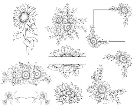 Collection of  sunflowers and decorative frames, hand drawn botanical line drawing, vector floral line art illustration for wedding, logo, advertising, packaging