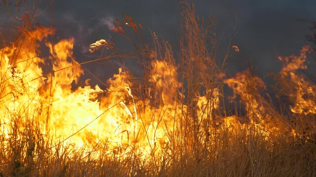 Red high flame of fire closeup. Flame of fire burns everything in its path. Fire is destroying nature. Climate emergency. Natural disaster. Climate change. Global warming. Epic big fire in nature park
