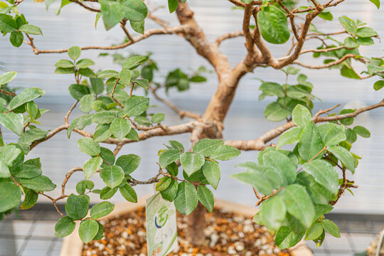 Image of a well-maintained bonsai tree with gnarled trunk, lush green leaves, housed in a pot with stones, suggesting an indoor setting under artificial lighting, emanating tranquility and symbolizin - Powered by Adobe